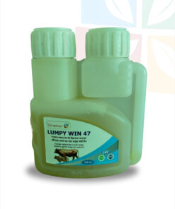 LUMPY WIN 47